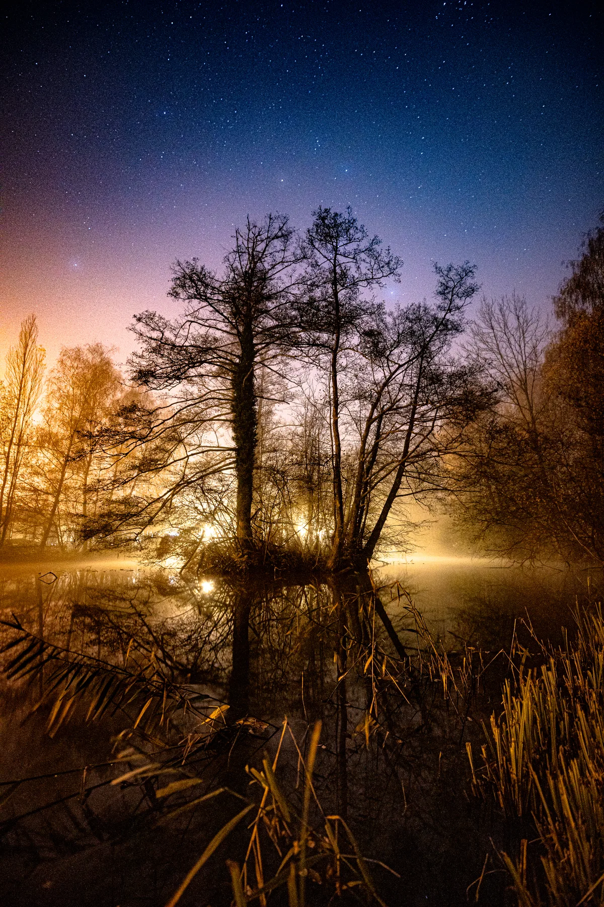 Bäume im Morgenlicht.